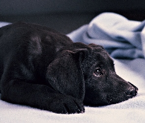 Czarny, Labrador, Smutny