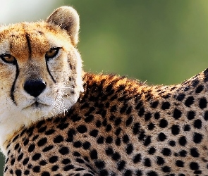 Gepard, Cętki