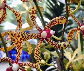 Kwiat, Orchidea