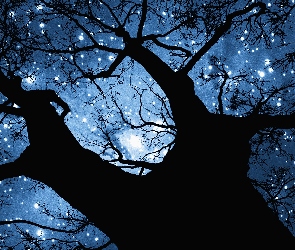 Gwiazdy, Drzewo, Niebo