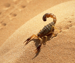 Piasek, Pustyni, Skorpion