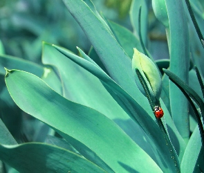 Tulipany, Pąki, Biedronka