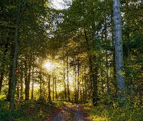 Światło, Przebijające, Las, Droga