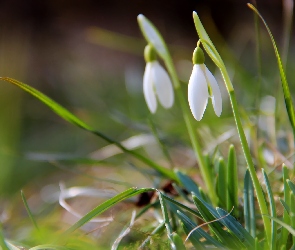 Wiosna, Przebiśniegi