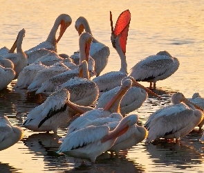 Stado, Pelikanów