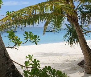 Palmy, Plaża, Morze