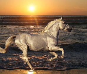 Koń, Słońca, Zachód, Woda
