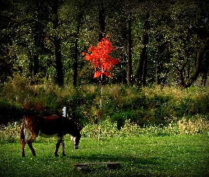 Jesienne, Osioł, Drzewo