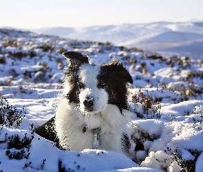 Śnieg, Zima, Border Collie Griff