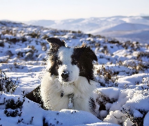 Border Collie Griff, Zima, Śnieg