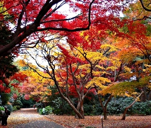 Jesień, Park, Drzewa, Kolorowe