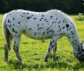 Biały, Łatki, Koń