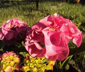 Hortensja Ogrodowa, Różowe, Kwiaty