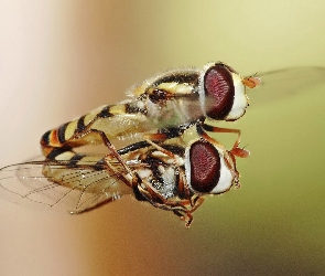 Makro, Odbicie, Mucha