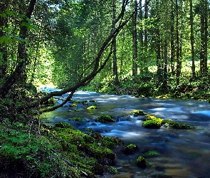 Rzeka, Las
