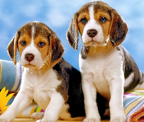 Dwa, Beagle, Szczeniaczki