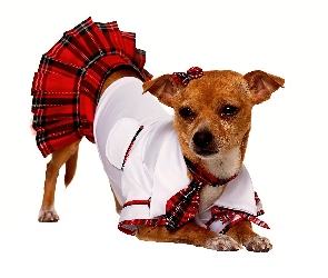 Chihuahua, Ubranko, Piesek