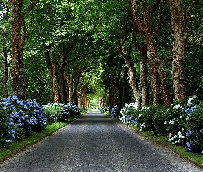 Park, Droga, Kwiaty, Drzewa, Niebieskie