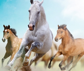 Konie, Galop
