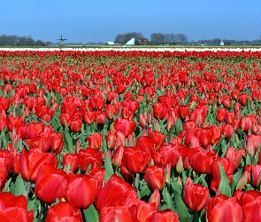 Tulipany