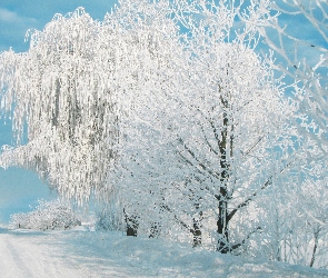 Mróz, Zaspy, Las, Śnieg