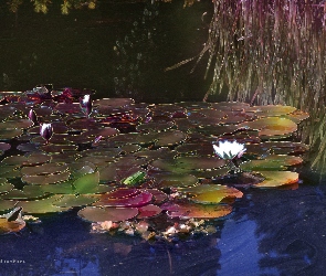 Wodna, Staw, Lilia