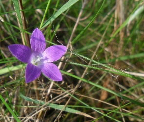 Fioletowy, Trawa, Kwiatuszek