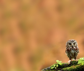 Młoda, Sowa