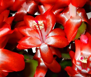 Szlumbergera, Grudnik, Czerwone, Kwiatki