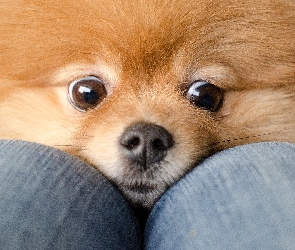 Pomeranian, Szpic miniaturowy, Pies, Rudy, Oczy, Nos