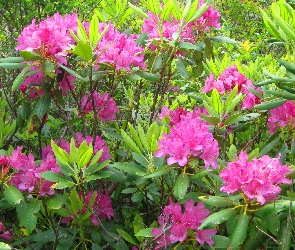 Różowe, Kwiaty, Rododendron