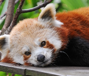 Panda, Pandka ruda, Mała