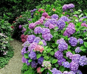 Hortensje, Kwiaty, Ogród, Dróżka