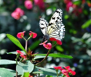 Kwiat, Motyl, Biały, Czarno, Egzotyczny