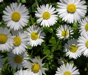 Białe, Stokrotki, Kwiaty