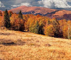 Las, Jesień, Góry