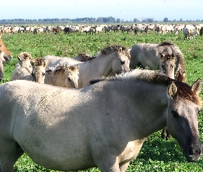 Koni, Łąka, Stado