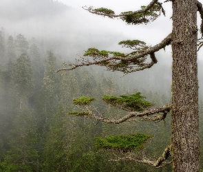 Las, Konary, Drzewo, Mgła