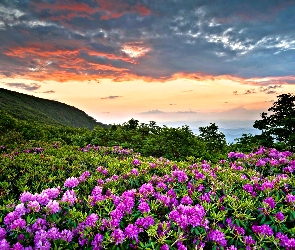 Rododendron, Chmury, Łąka, Góry