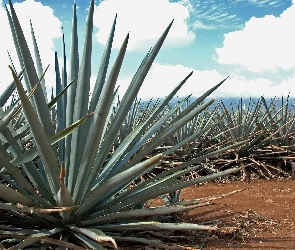 Agawa, Plantacja