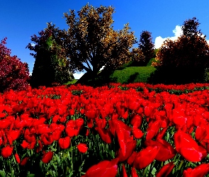Kwiaty, Łąka, Tulipany, Czerwone