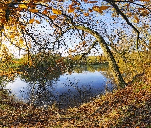 Staw, Drzewa, Jesień