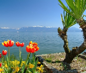 Jezioro, Palma, Tulipany