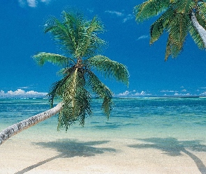 Plaża, Morze, Dwie, Palmy