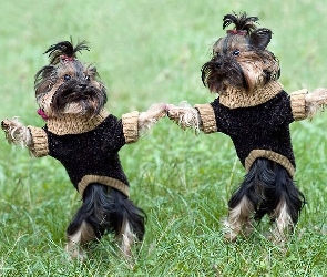 Sweterki, Łąka, Yorkshire, Terrier