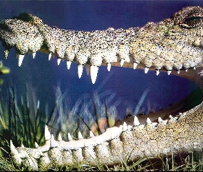 Paszcza, Krokodyla