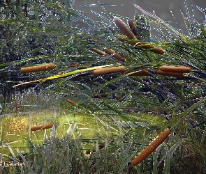 Pałka, Wodna