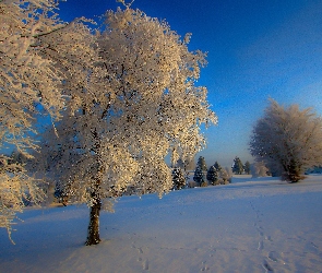 Pola, Zima, Drzewa