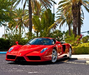 Czerwone, Palmy, Ferrari Enzo