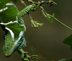 Jaszczurka, Gałązka, Zielona